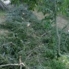 arbre21