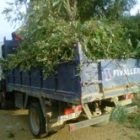 arbre41