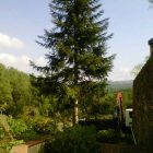 arbre5